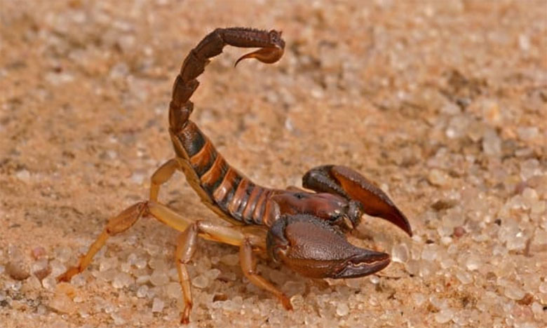 Fortes chaleurs : Attention aux scorpions !