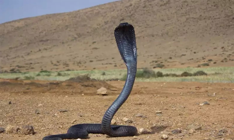 Morsures de serpents : 350 cas enregistrés en moyenne annuelle au Maroc (Dr Chafiq Fouad)