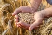 Céréales : production de 55,1 millions de quintaux durant la campagne 2022-2023, en hausse de 61,8%