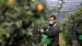 France: 1.200 saisonniers marocains attendus en Corse pour la récolte des clémentines